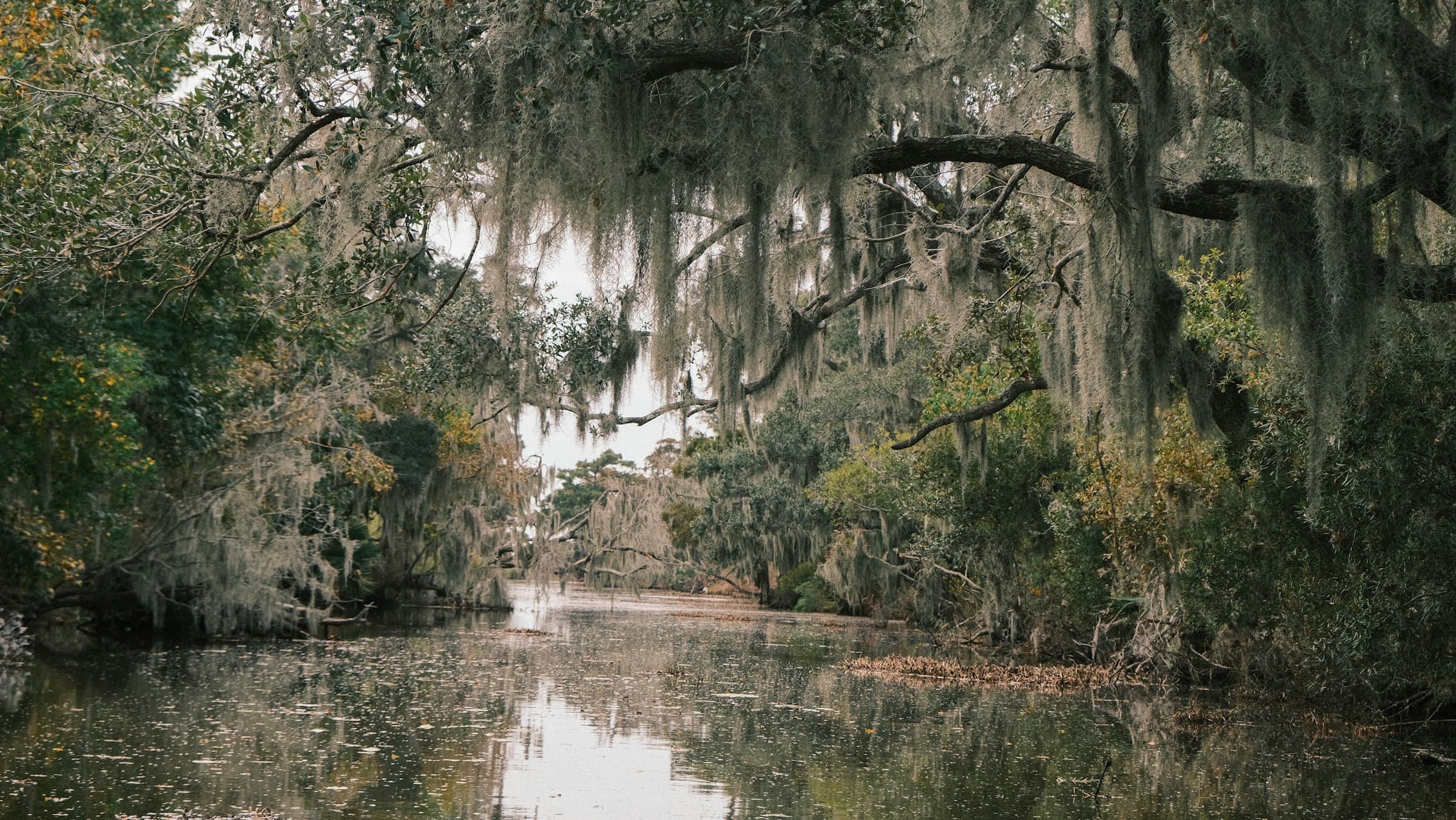 Spanish moss draped over cypress trees along a quiet Louisiana bayou