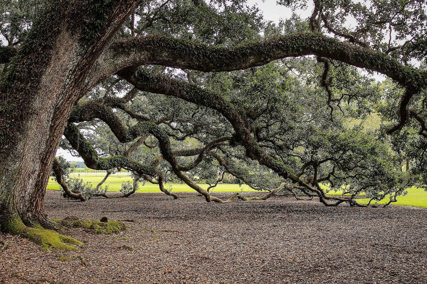 The spreading limbs of a mature live oak hung with resurrection ferns